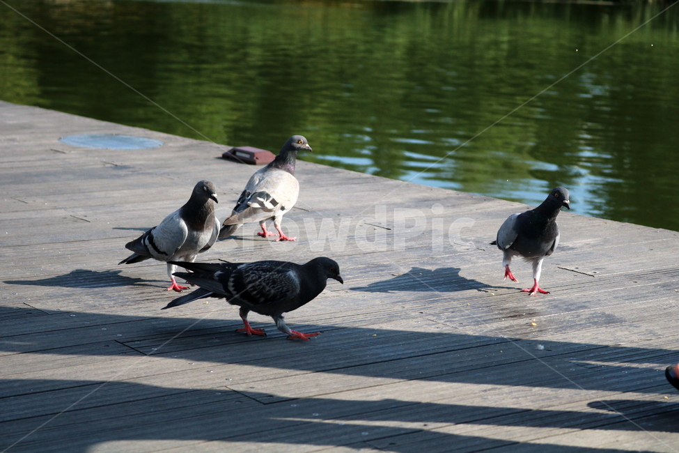비둘기,새,조류,공원,자연,동물,동물,animal,조류,새,birds