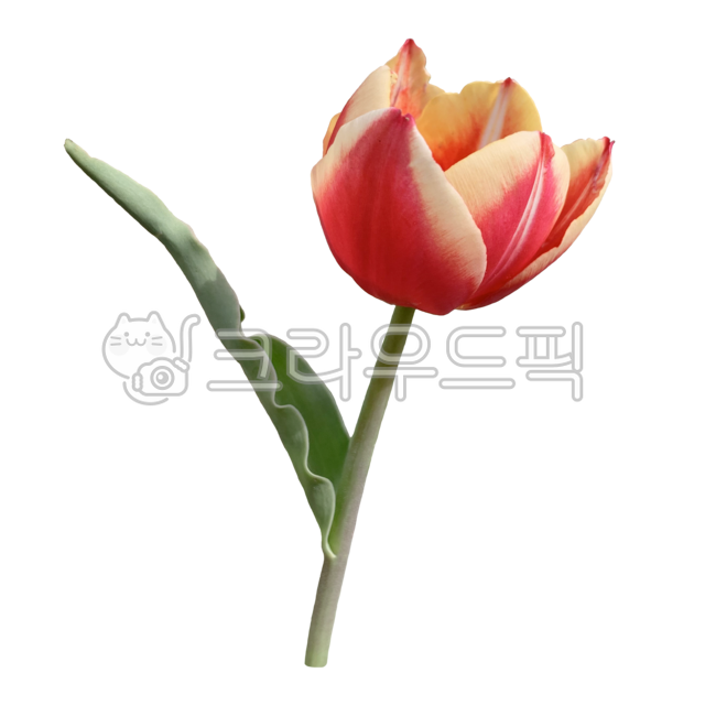 Fresh flower icon,Tulip,Tulip Nuki,spring plants,Flower Nokki,flower sticker,spring,spring flowers,fresh flowers,red tulip,red,petal,Fresh flowers,flower icon,tulip sticker,flower png,plant noodle,fresh flower sticker,nature,plant png,spring symbol,Tulip 