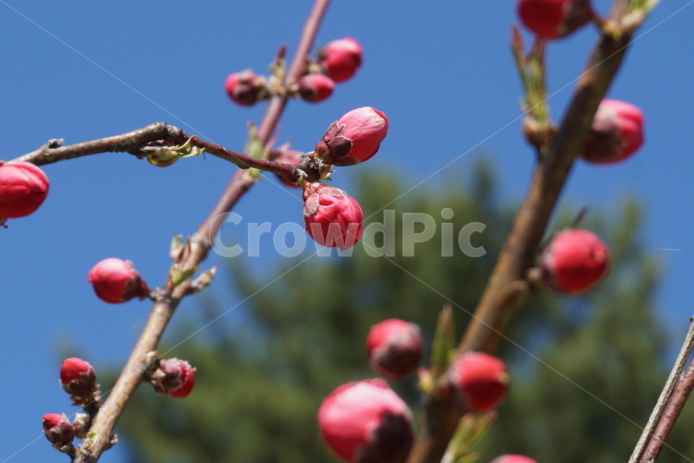 봄,꽃,홍매화,분홍색,꽃잎,파란하늘,꽃봉오리,3월,새순,봄,계절,spring,season,식물,자연,plants,nature,꽃,flower,plant,food,음식,fruit,과일