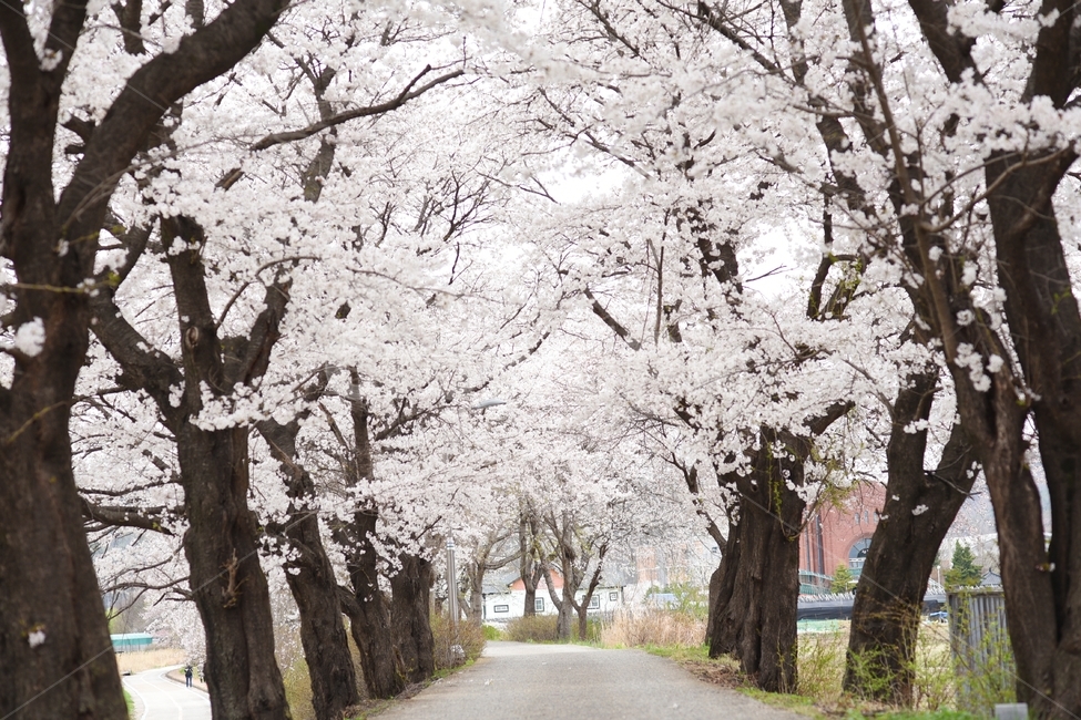 벚꽃길,벚꽃,꽃,봄,봄꽃,꽃축제,봄향기,봄,계절,spring,season,자연,풍경,nature,landscape,식물,plants,나무,trees,wood,plant