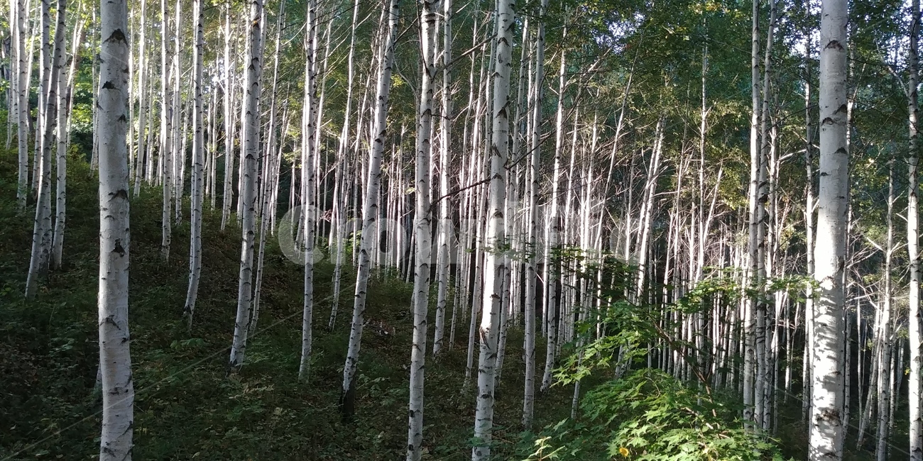 자작나무,인제,햇빛,숲,forest,나무,tree,자작나무숲,빛,light