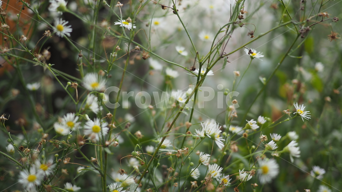 야생화,꽃,야생식물,wildflower,flower