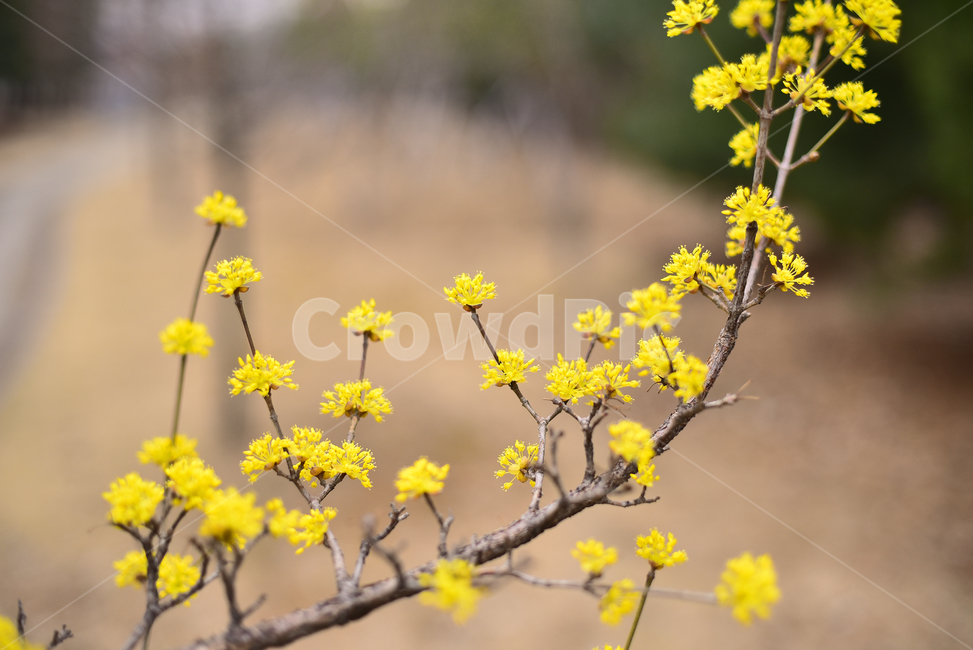 산수유,봄꽃,노랑꽃,계절,시즌,나무꽃,season,blossom,꽃,flower,식물,plant,옐로우,노랑색,yellowflowers,야외,옥외,아웃도어,배경,바탕,백그라운드,봄,계절,spring,season