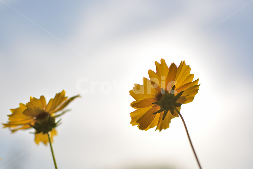 꽃,코스모스,황하코스코스,노란코스모스,자연,가을,계절,fall,autumn,season,식물,자연,plants,nature,꽃,flower,plant,blossom,daisy,데이지,daisies