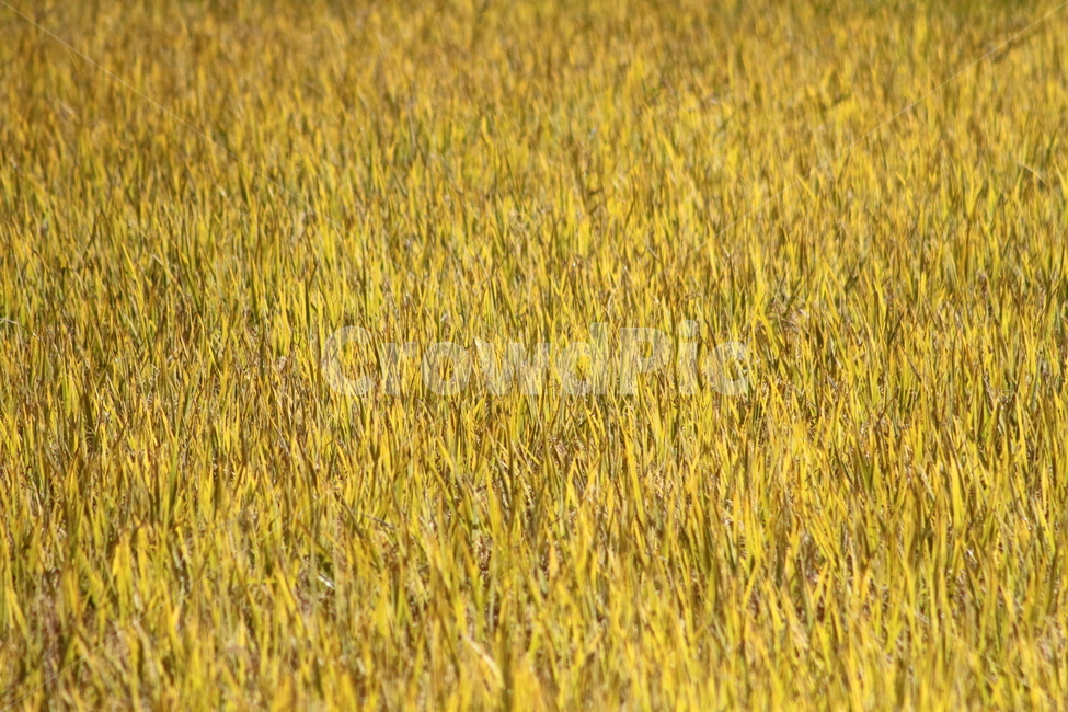 벼,곡식,풍년,가을풍경,oryzasativa,가을,계절,fall,autumn,season,식물,자연,plants,nature,곡류,곡식,cereals,산업,industry,industrial,농업,농사,agriculture,farming,farming industry,plant,grass,잔디