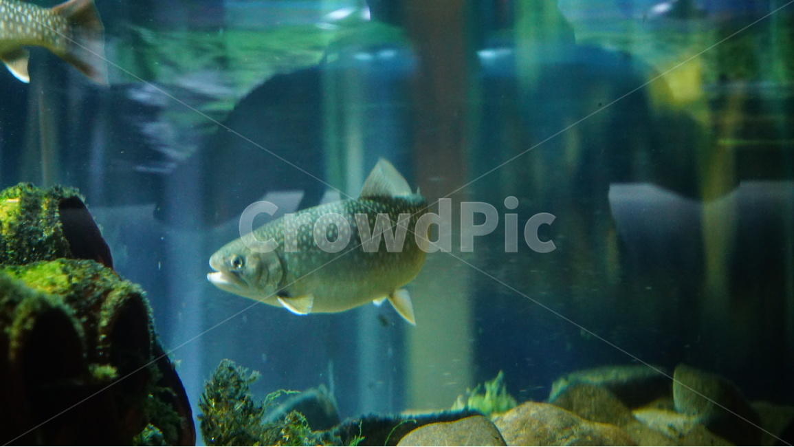 물고기,아쿠아리움,바다,코엑스,자연,동물,animal,어류,물고기,fish