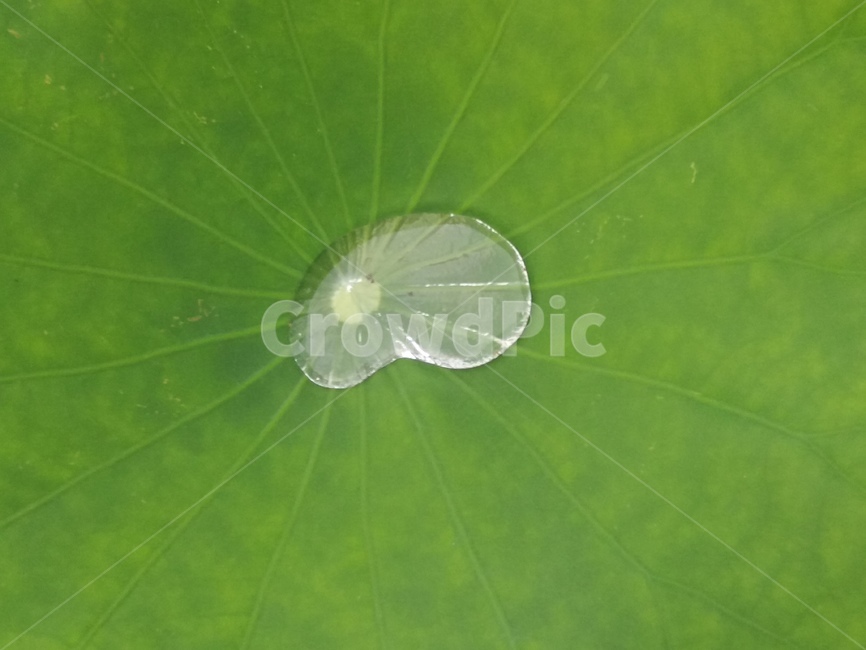 초록,green,잎,leaf,작은물방울,droplet,물,water,무늬,패턴,식물,자연,plants,nature