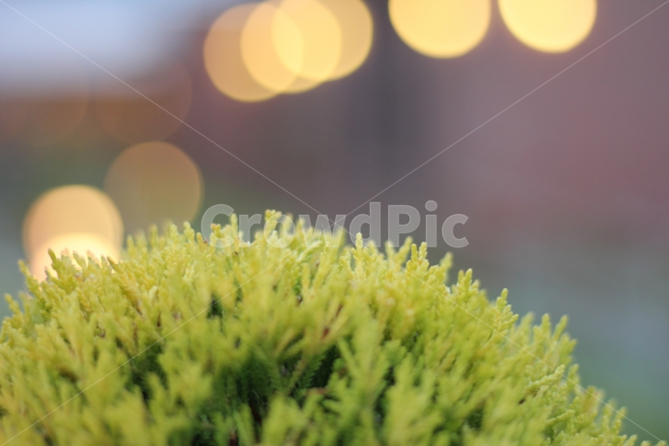나무,자연풍경,식물,풀,감성사진,감성,힐링,식물,자연,plants,nature,감성,sensible,feeling