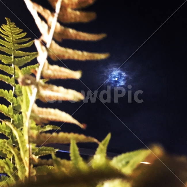 자연,감성,제주,풍경,달,밤하늘,야경,밤,풍경,nightscape,night,landscape,식물,자연,plants,nature,plant,fern,양치류