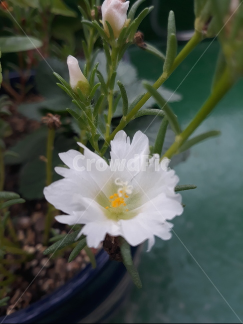 채송화,흰채송화,식물,pollen,화분,꽃,식물,자연,plants,nature,꽃,flower