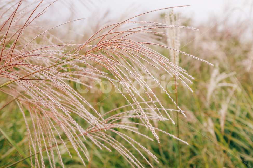갈대,가을,식물,자연,초록,억새,가을,계절,fall,autumn,season,식물,자연,plants,nature,감성,sensible,feeling,plant,grass,잔디