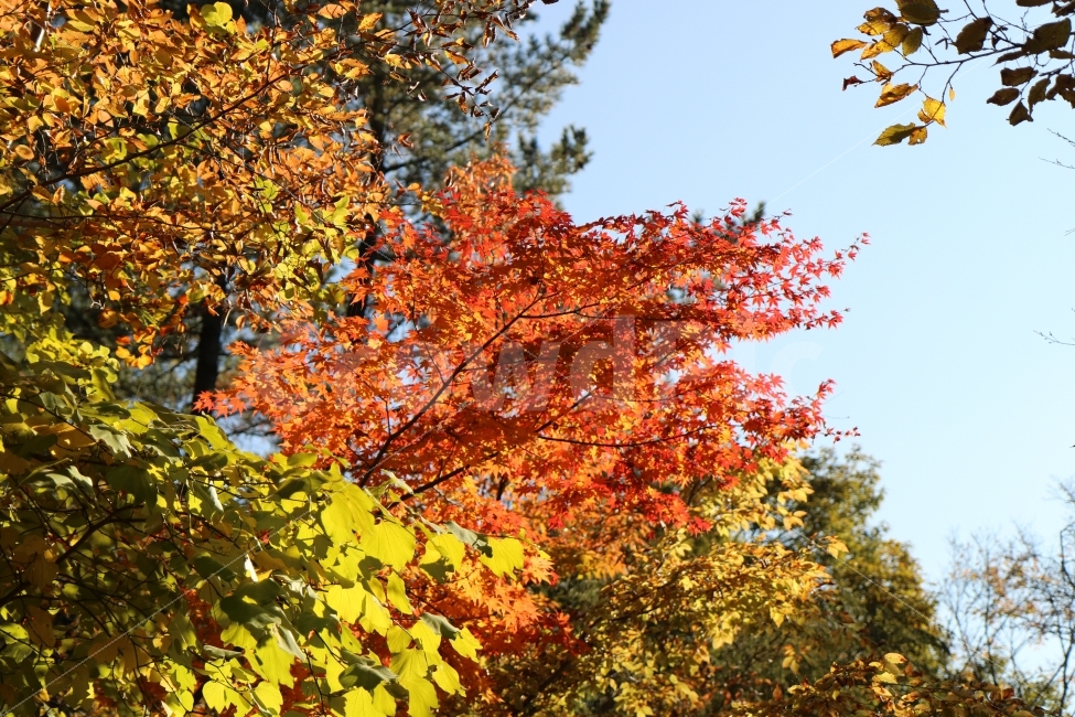 단풍,가을,제주,단풍놀이,가을색,자연,나무,나뭇잎,가을,계절,fall,autumn,season,식물,자연,plants,nature,나무,trees,wood,leaf,잎,plant,tree,maple