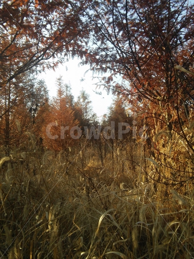 갈대,가을,풀,숲,몽환적인,하늘,파란색,갈색,나무,나무들,추운,겨울,하얀색,fall,white,brown,woods,tree,reed,winter,blue,dreamlike,자연,풍경,nature,landscape,가을,계절,fall,autumn,season,grass,잔디,plant,식물