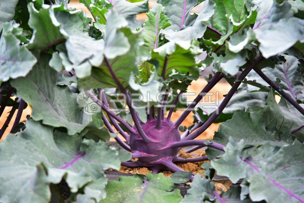 콜라비,자색콜라비,보라콜라비,야채,보라,보라색,줄기,샐러드,코라비잎,잎,쟈색,비타민,식재료,채소,콜라비밭,밭농사,농사,농산물,농작물,오브젝트,음식,음식재료,재료,식품,식품재료,신선한,건강,건강식,웰빙,다이어트,식이섬유,식물,kohlrabi,vegetable,food,foodreserves,purple