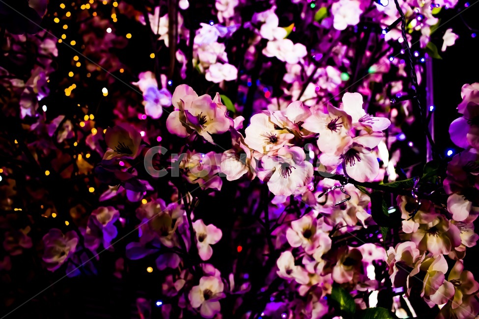꽃,나무,벚꽃,분홍,빨강,생화,조화,플라워,꽃나무,핑크,식물,자연,plants,nature,꽃,flower