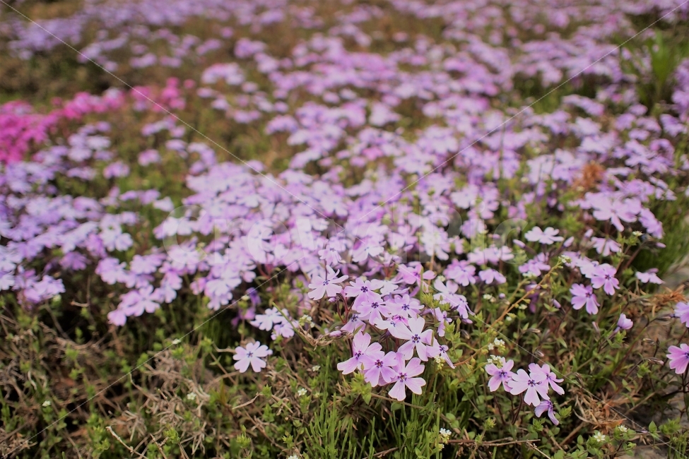 잔디꽃,보라꽃,분홍꽃,꽃잎,꽃,봄날,따듯한,봄,계절,spring,season,식물,자연,plants,nature,꽃,flower,blossom,geranium,제라늄,plant