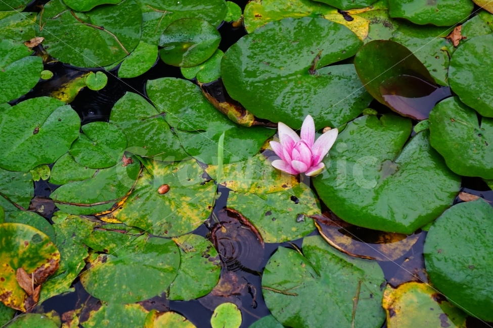 연꽃,비내리는날,연못,분홍색,연꽃사진,식물,자연,plants,nature,꽃,flower
