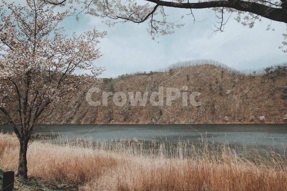 산,호수,갈대,마른풀,풍경,자연,나무,시골,풍경사진,쓸쓸함,와로움,조용함,겨울,계절,winter,season,자연,풍경,nature,landscape,grass,잔디,plant,식물,lawn