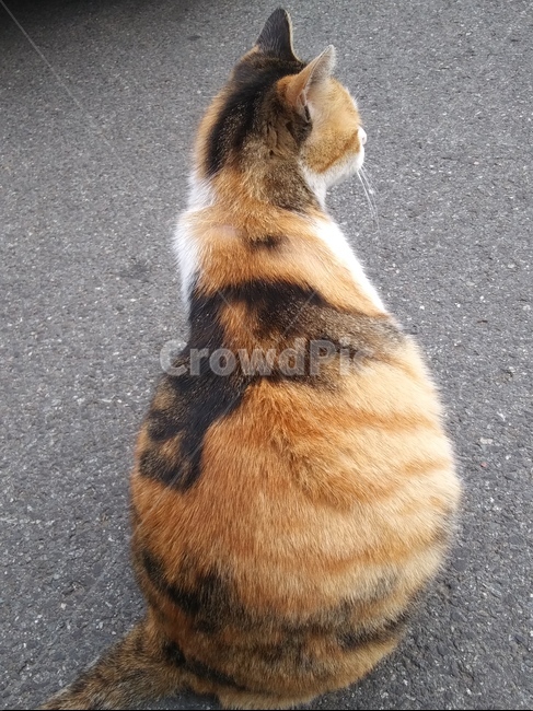 고양이,삼색고양이,길고양이,고양이뒷모습,동물,cat,kitty,animal,kitten,야옹이,냐옹이,동물,animal,포유류,mammal,고양이,cat,kitten,kitty