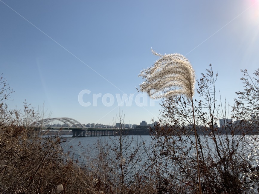 한강,한강공원,억새,양화대교,강,초봄,자연,풍경,nature,landscape,plant,식물,grass,잔디,lawn,reed,갈대