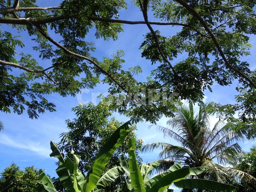하늘,나무,파랑,녹색,그린,롬복,sky,green,blue,lombok