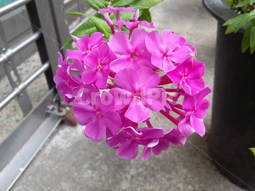 flower,꽃,plant,식물,자연,식물,자연,plants,nature,꽃,flower