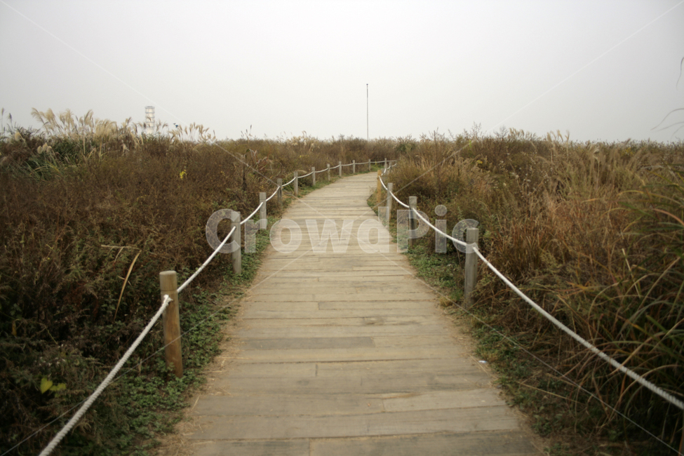 억새밭,억새풀,억새,길,풍경,가을,가을,계절,fall,autumn,season,자연,풍경,nature,landscape,bridge,다리,building,건물,boardwalk,산책로