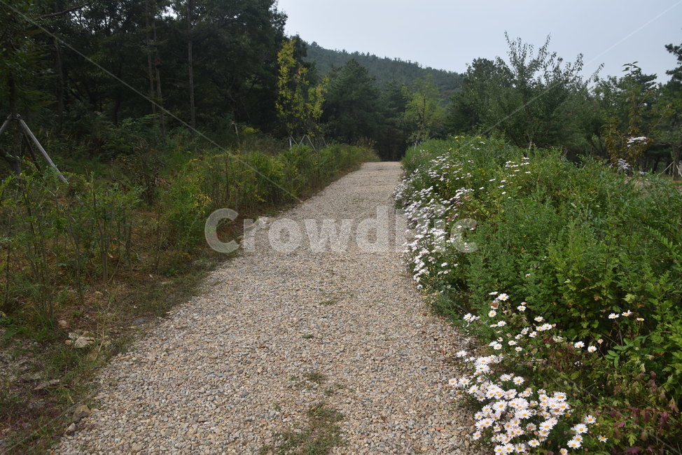 road,도로,비포장도로,수목원,바다향기수목원,자연,풍경,nature,landscape,gravel,자갈,dirt road,흙길,ground,바닥