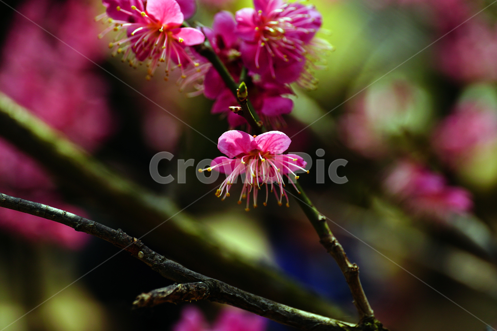 홍매화,한국자연,꽃,꽃사진,플라워,flower,봄,봄꽃,spring,식물,plants,자연,nature,풍경,landscape,계절,season,snap,스냅,접사,macro,closeup,클로즈업,감성사진,감성,힐링,healing,느낌,feel,feeling,꽃밭,화단,나무,나뭇가지,tree,꽃봉오리,4월,April,봄,계절,spring,season,식물,자연,plants,nature,꽃,flower,plant