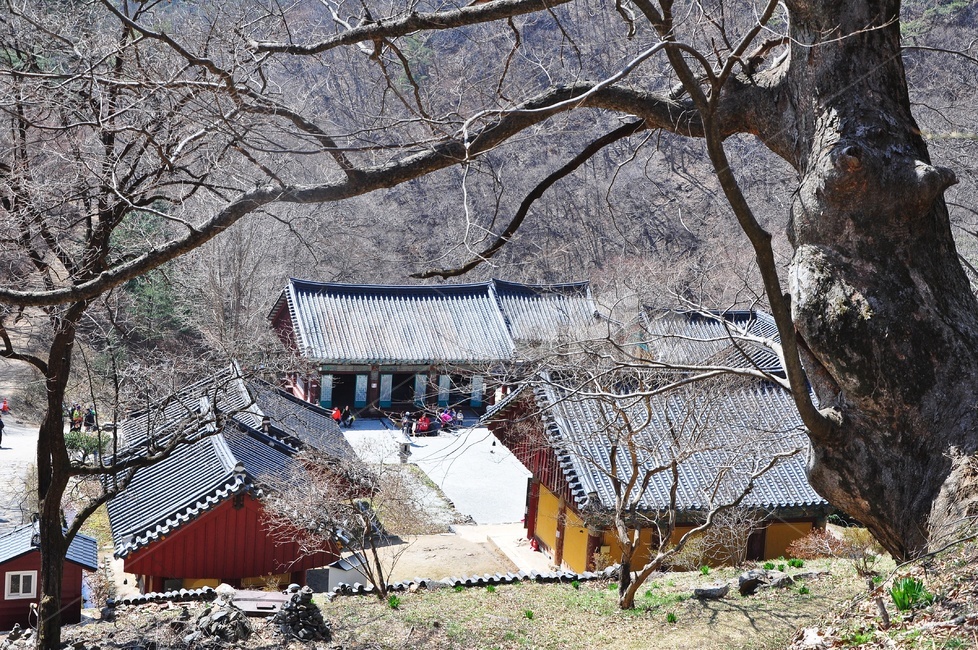 충남,청양,장곡사,절,사찰,봄,봄나들이,계절,nature,자연,outdoors,옥외,human,인간,person,사람,building,건물