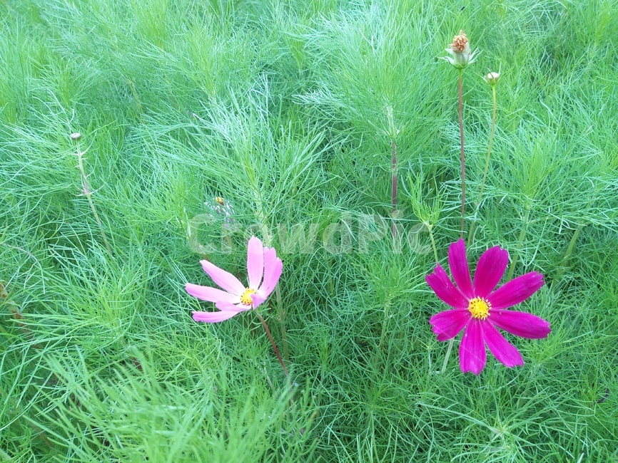 코스모스,여름,식물,감성,summer,green,plant,feeling,flower,꽃