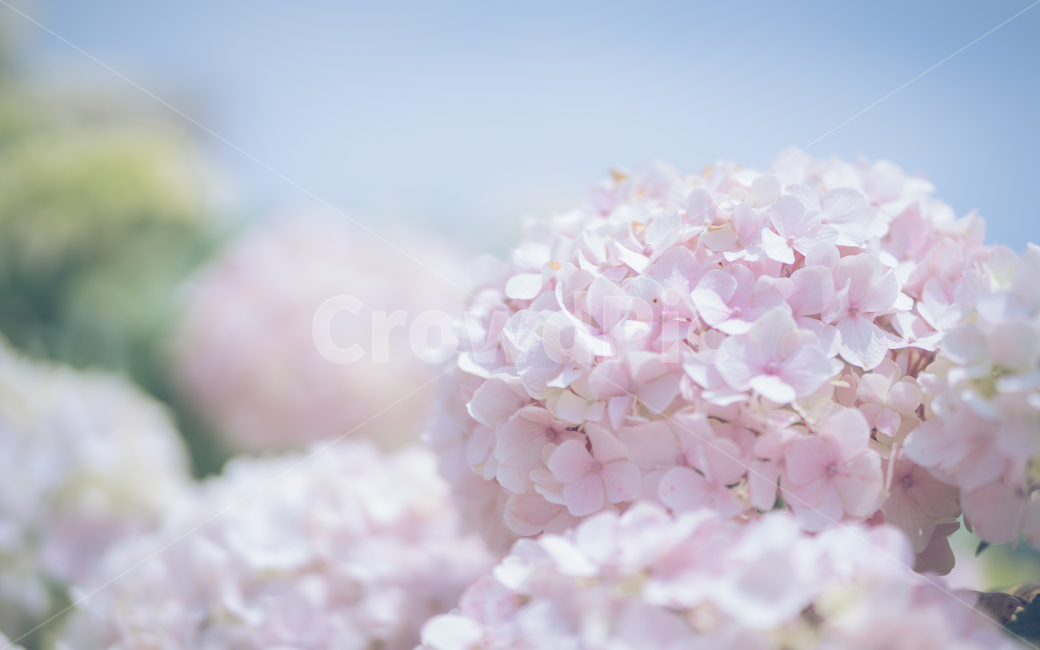 수국,제주,6월,꽃,보라색,핑크색,식물,자연,plants,nature,꽃,flower,감성,sensible,feeling