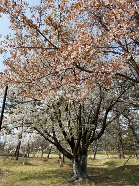 가지,공원,나무,벚꽃,호수,자연,자연물,봄,plant,tree,식물