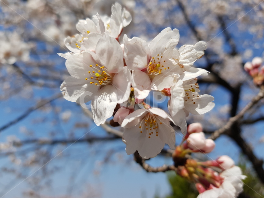 plant,식물,pollen,cherryblossom,벚꽃,blossom,꽃,flower,봄,spring,벚꽃나무