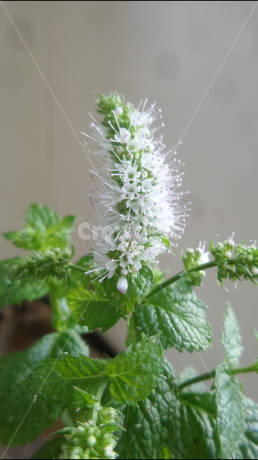 허브,푸른풀,채소류,관상용,식용,민트,오레가노,식물,자연,plants,nature