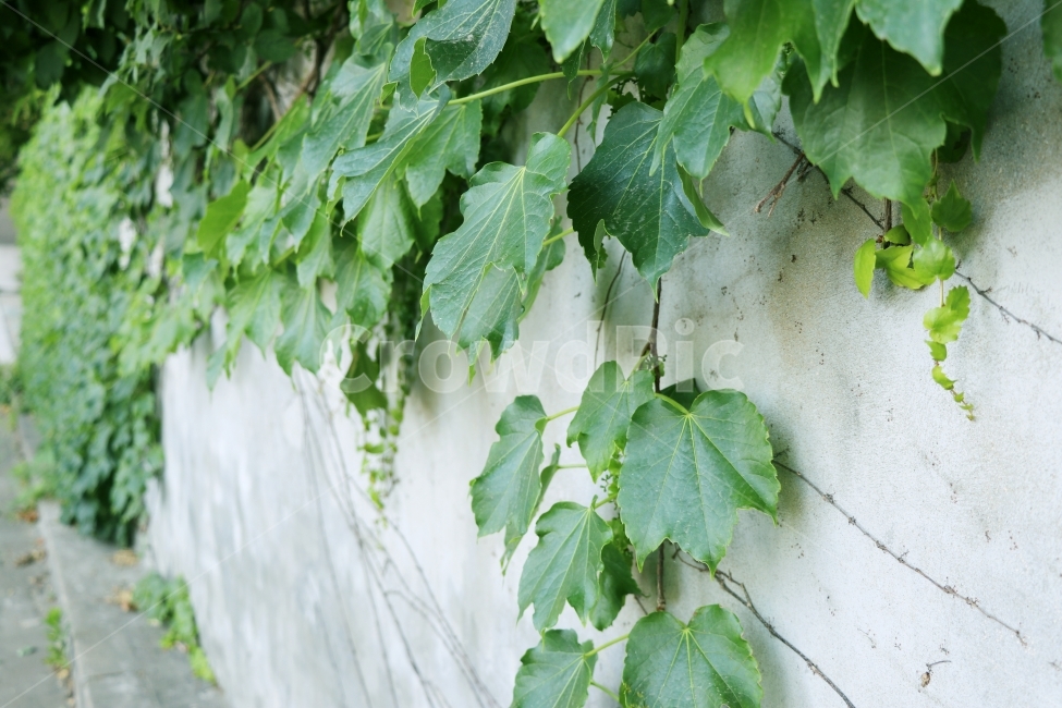 풍경,자연,벽,담쟁이,넝쿨,식물,자연,plants,nature