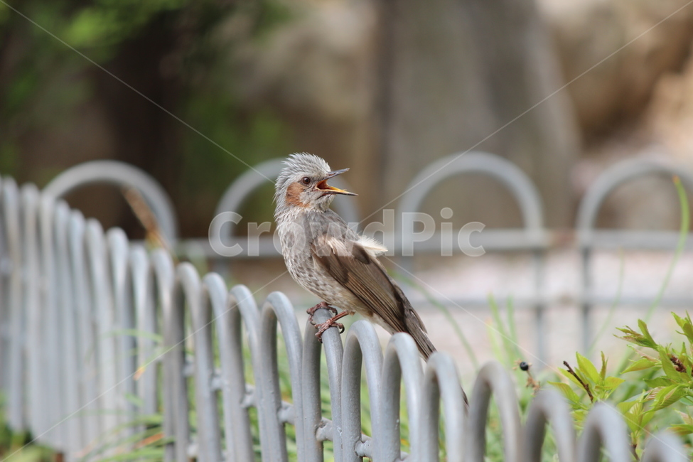 동물,새,직박구리,야생,풍경,동물,animal,조류,새,birds