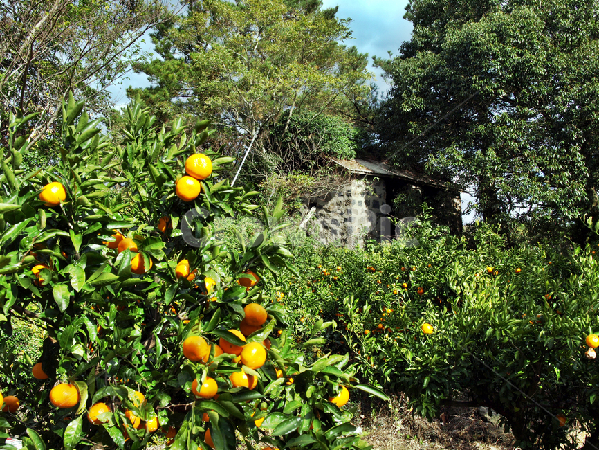 감귤,귤,특산물,귤밭,올레13코스,올레길,제주,식물,자연,plants,nature,나무,trees,wood,과일,열매,fruit