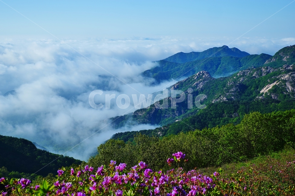 황매산,합천군,철쭉,풍경,산,자연,풍경,nature,landscape,mountain range,산맥,outdoors,옥외,mountain