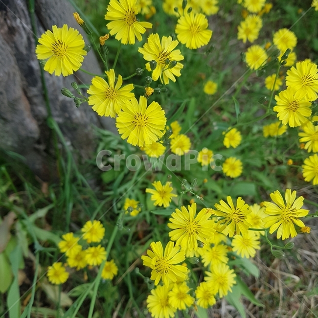꽃,봄,자연,노랑꽃,민들레,맑음