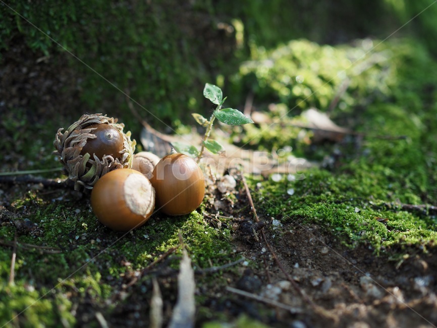 도토리,숲,녹색,배경,가을,자연,한국,이끼,acorn,forest,green,background,autumn,nature,korea,koreanacorn,moss,음식,food,과일,열매,fruit