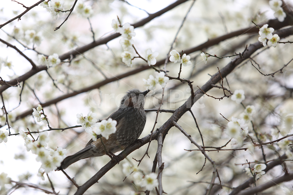 새,꽃,봄,직박구리,bird,flower,spring,매화,blossom,봄,계절,spring,season,식물,자연,plants,nature,꽃,flower,동물,animal,조류,새,birds,plant