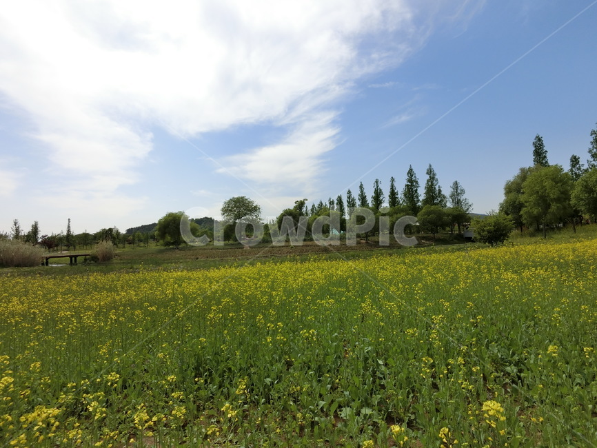 들,field,자연,하늘,nature,식물,자연,plants,nature,꽃,flower