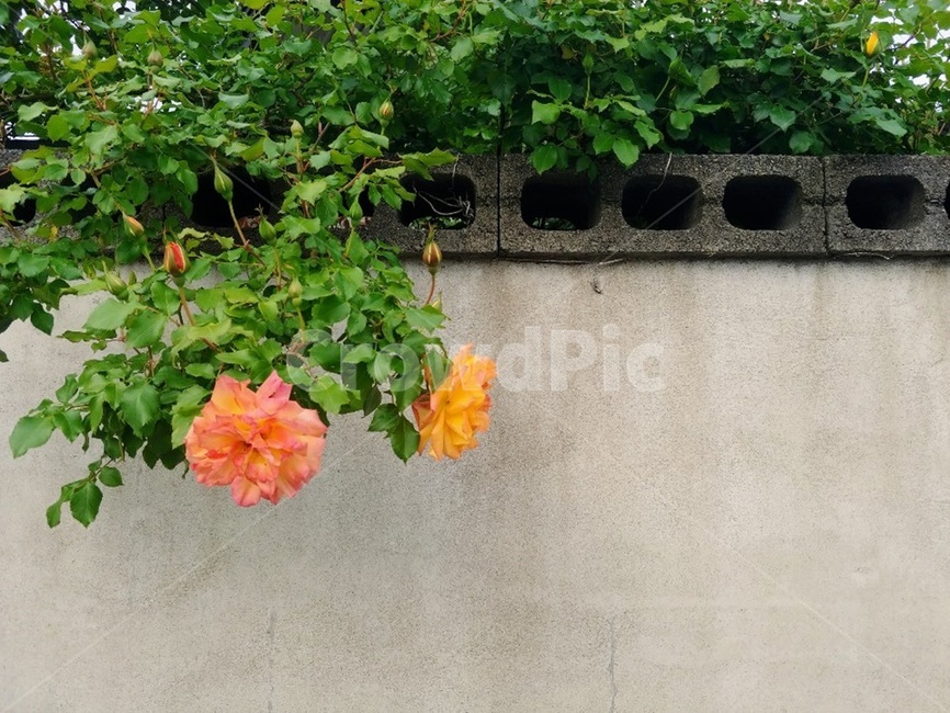꽃,담장,flower,wall,담벼락,plant,식물,감성