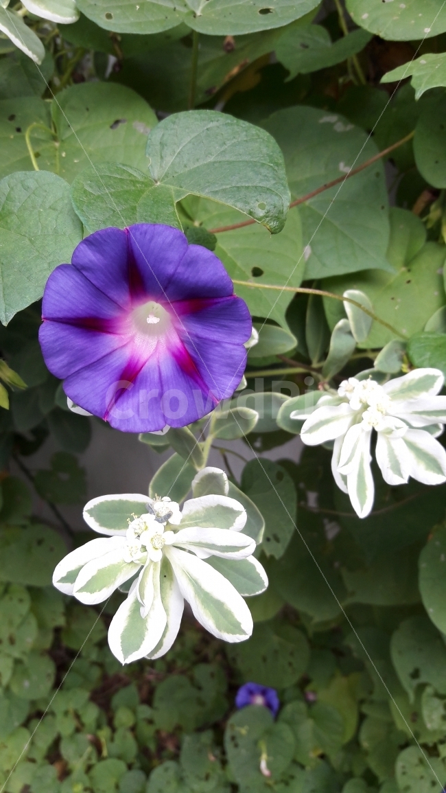 꽃,나팔꽃,넝쿨,담벼락,초록,식물,자연,plants,nature,꽃,flower