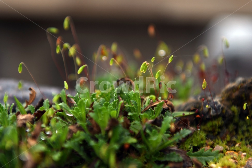 식물,꽃,감성사진,자연,flower,꽃사진,봄,봄꽃,계절,빗방울,비,감성,4월,spring,힐링,자연풍경,풍경,봄,계절,spring,season,식물,자연,plants,nature,moss,이끼,plant