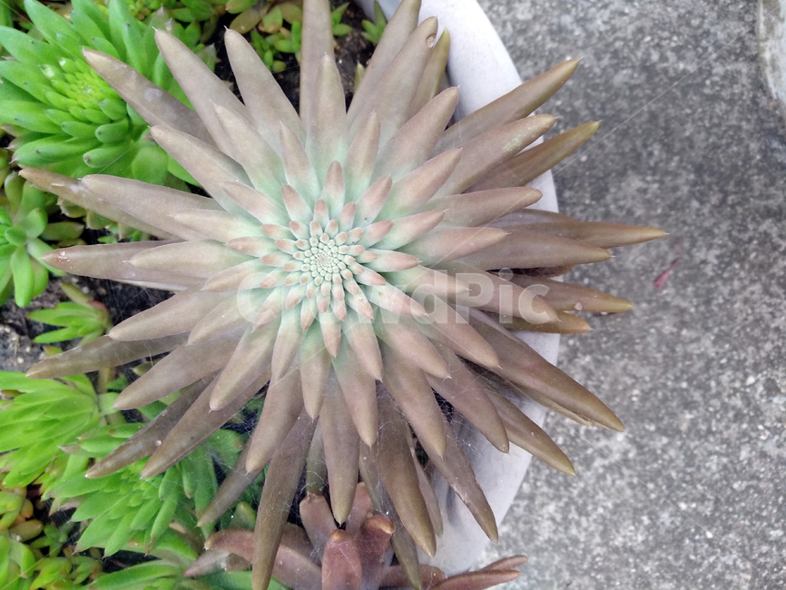 와송,약용식물,와송화분,와송재배,식용와송,식물,자연,plants,nature