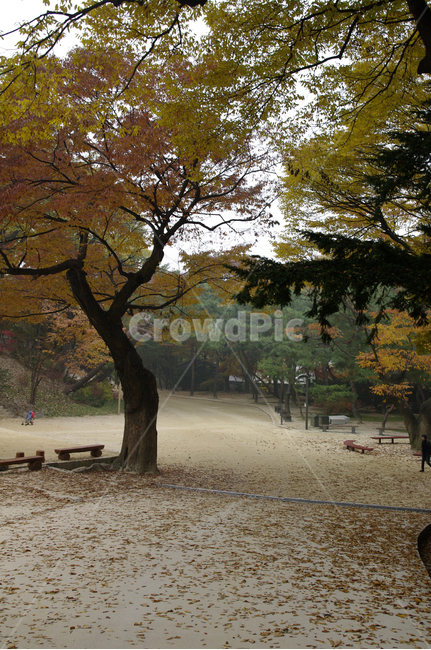 가을,fall,나무,식물,plant,단풍,잎,낙엽,가을,계절,fall,autumn,season,자연,풍경,nature,landscape,tree,tree trunk,나무 줄기