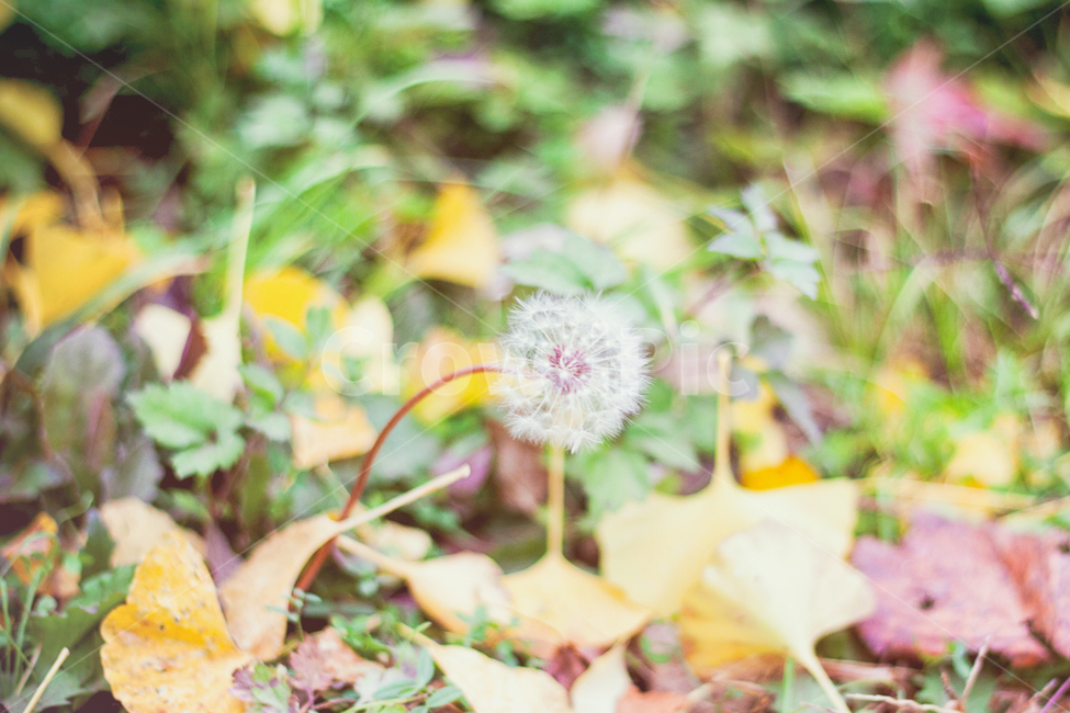 가을,꽃,계절,민들레,낙옆,단풍,자연,풍경,fall,autumn,seasons,flowers,maple,가을,계절,fall,autumn,season,식물,자연,plants,nature,꽃,flower,감성,sensible,feeling,plant,blossom