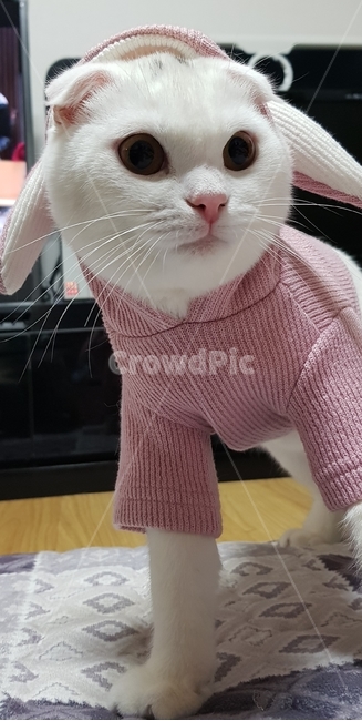 고양이,동물,스코티시폴드,폴드,스코티시,동물,animal,포유류,mammal,고양이,cat,kitten,kitty
